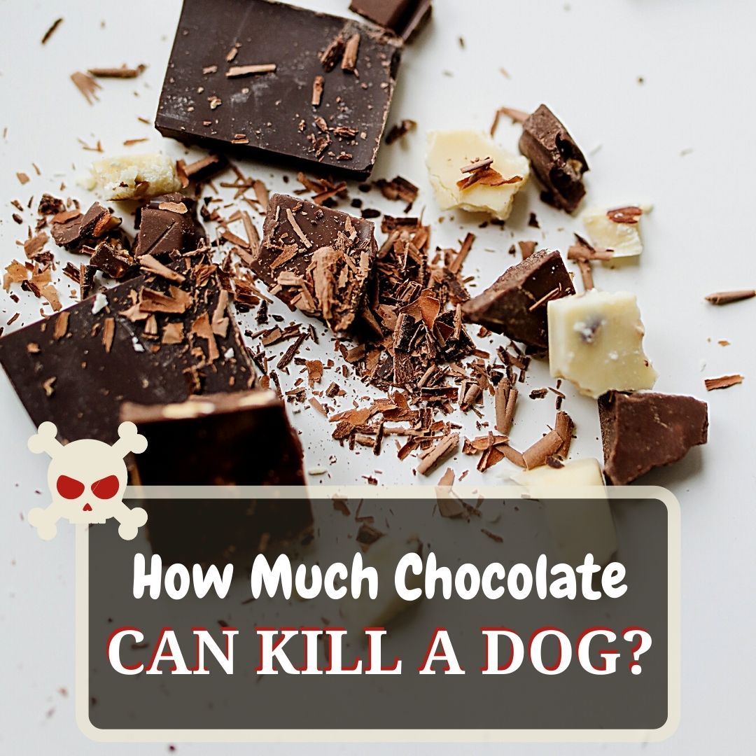 how much chocolate can kill dog