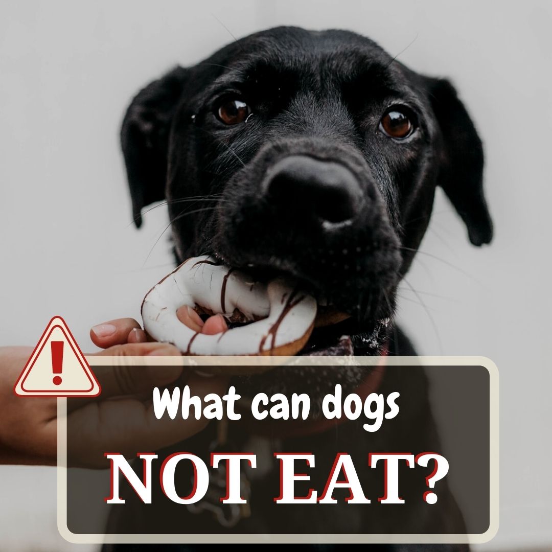 what can dogs not eat