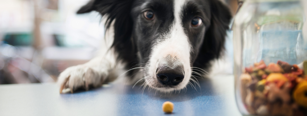 taurine deficiency in dogs