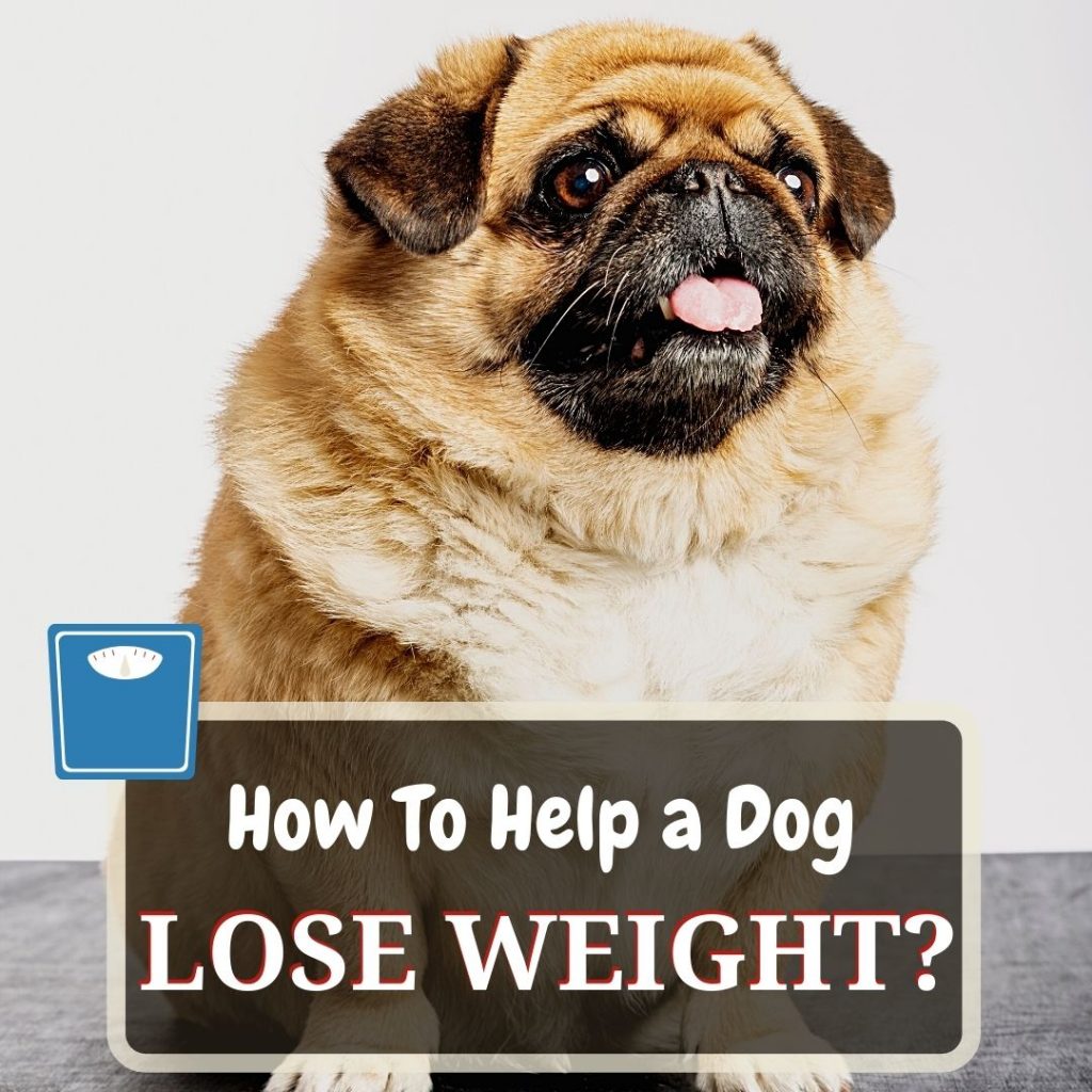 dog food weight loss calculator