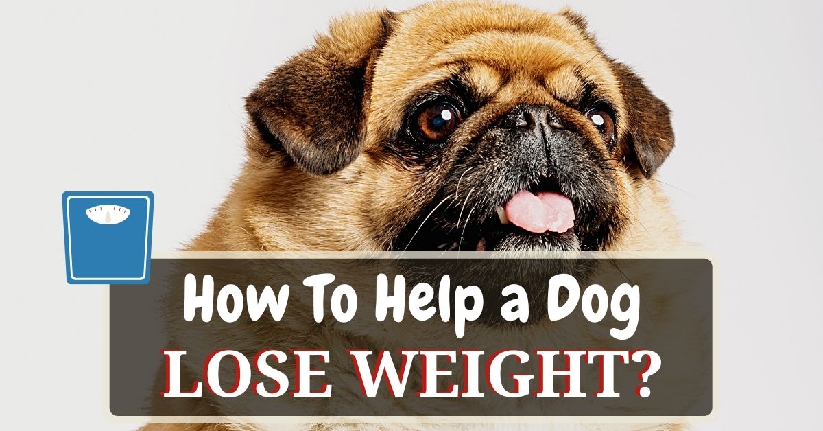 How To Help A Dog Lose Weight? 12 Dog Weight Loss Tips