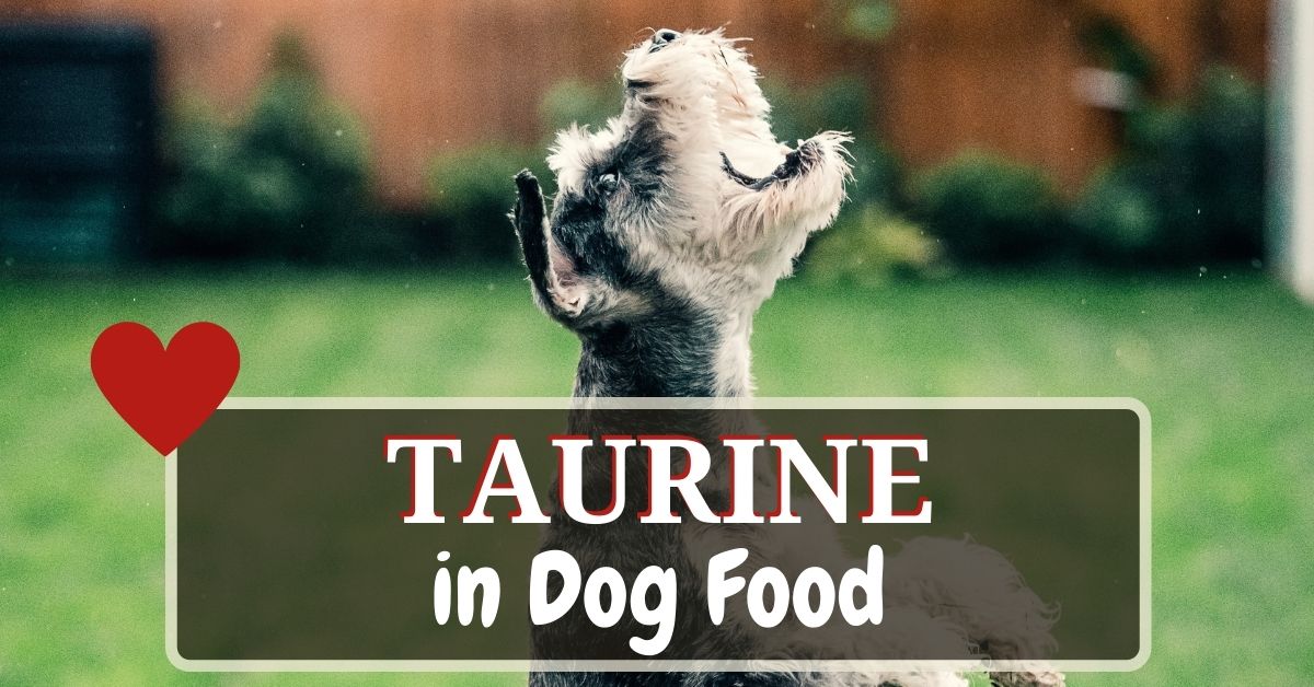 taurine dosage for dogs