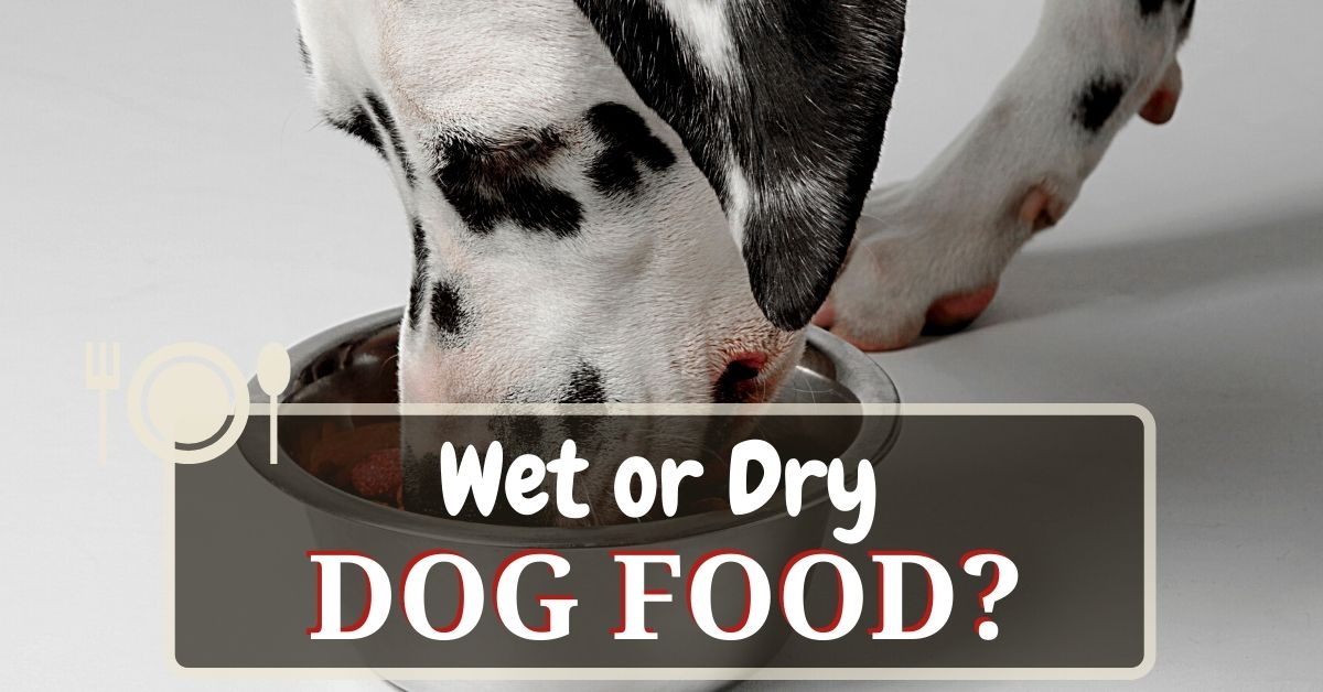 Wet Or Dry Dog Food? What's The Better Choice? Dog Food