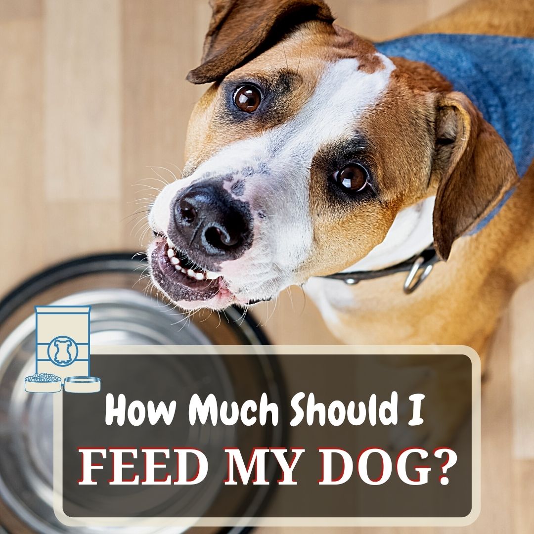 how much to feed dog
