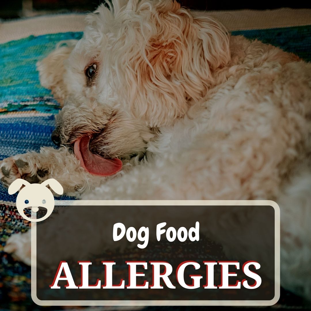 dog food allergies