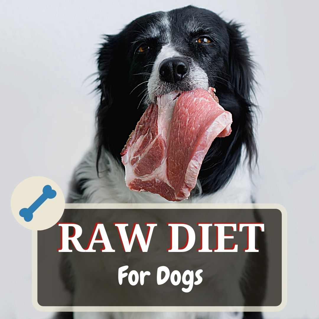 raw diet for dogs