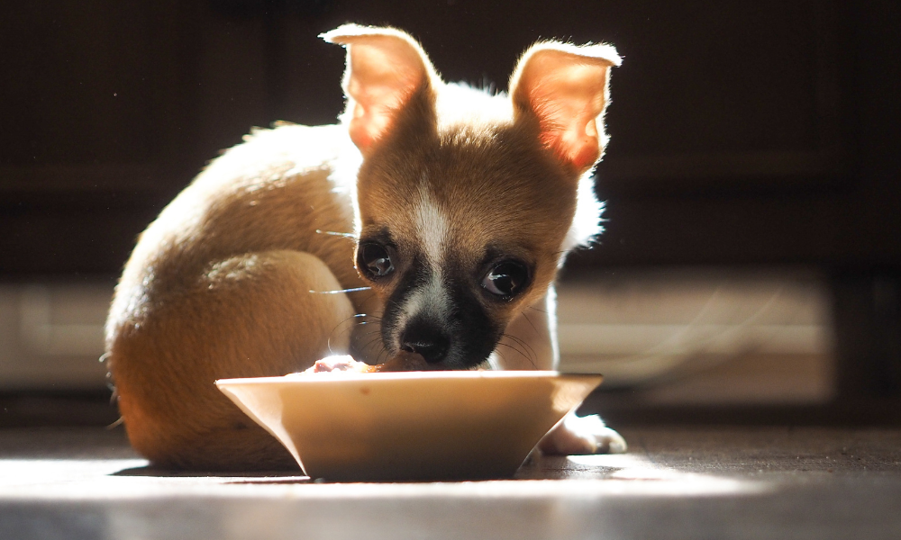 10 Best Dog Food For Chihuahuas Adult & Puppies In 2021