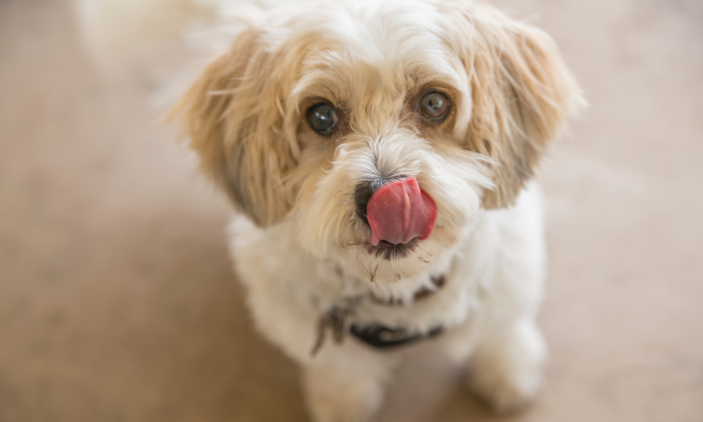 dog licking closeup