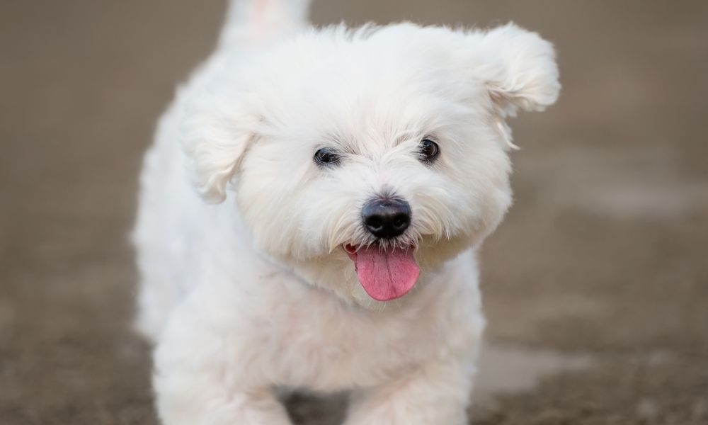 maltese dog happy