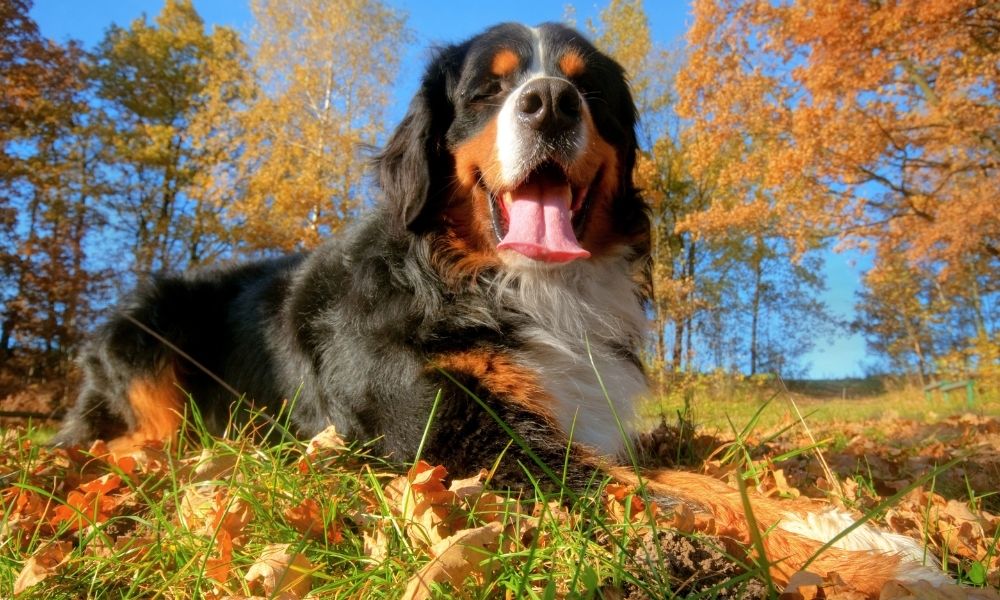 bernese mountain dog autumn
