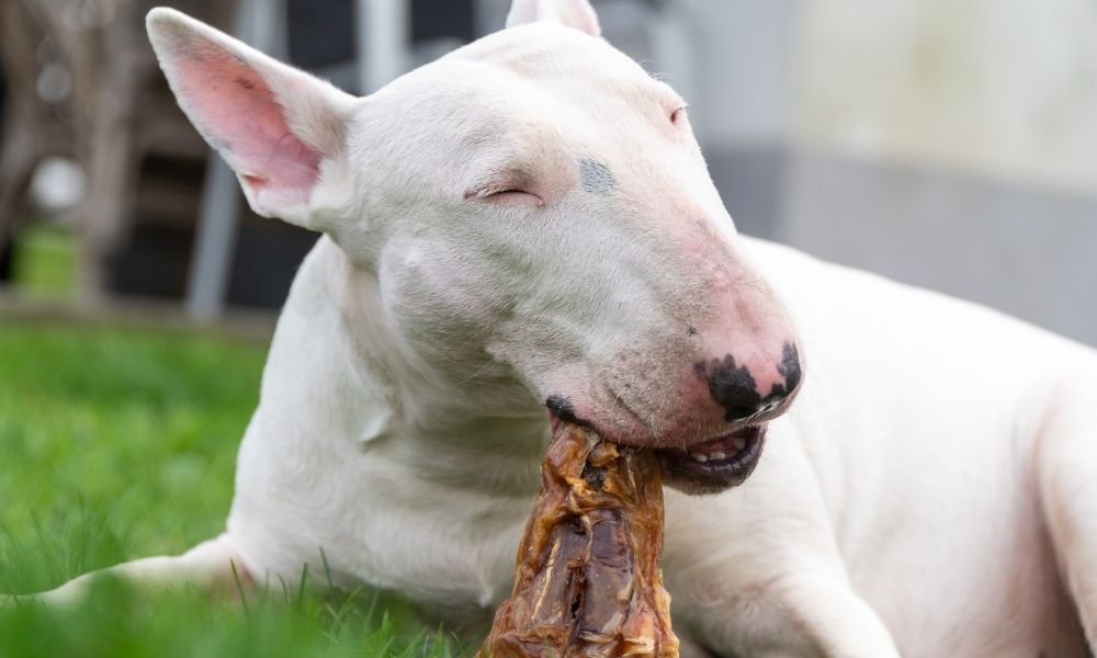 bull terrier eating bone