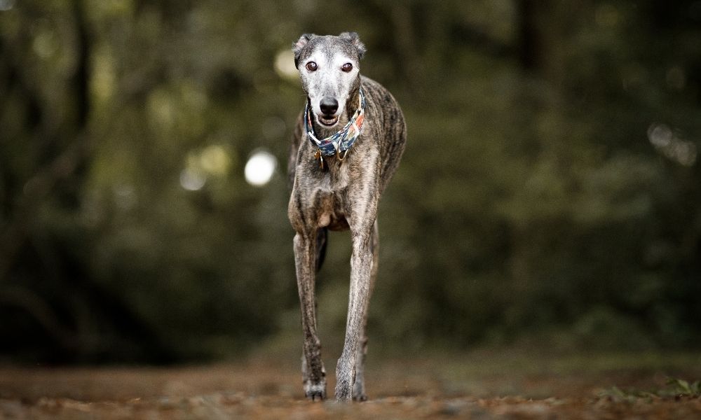 greyhound in nature