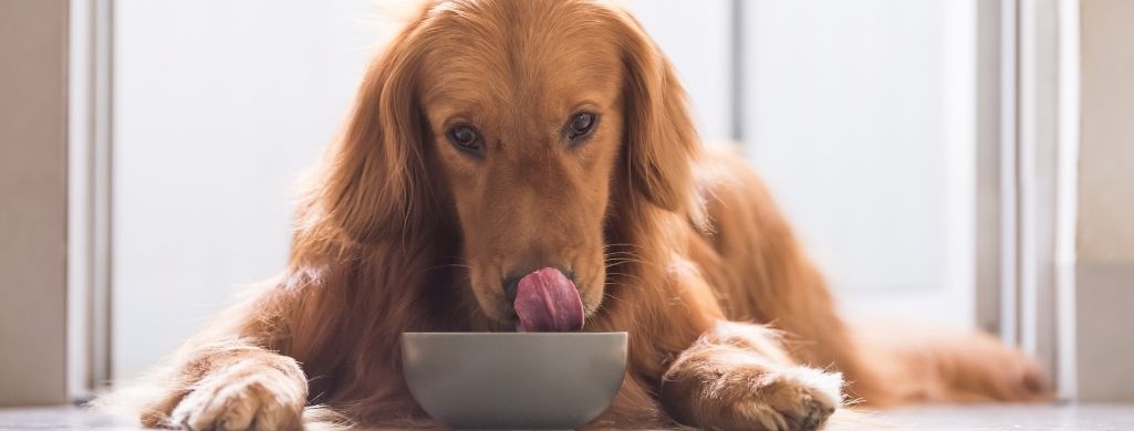 dog eating licking