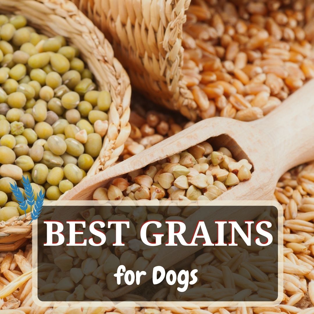 best grains for dogs