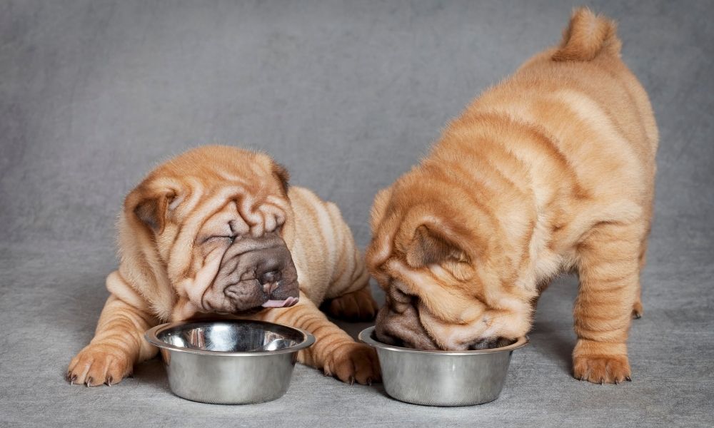 large breed puppies eating