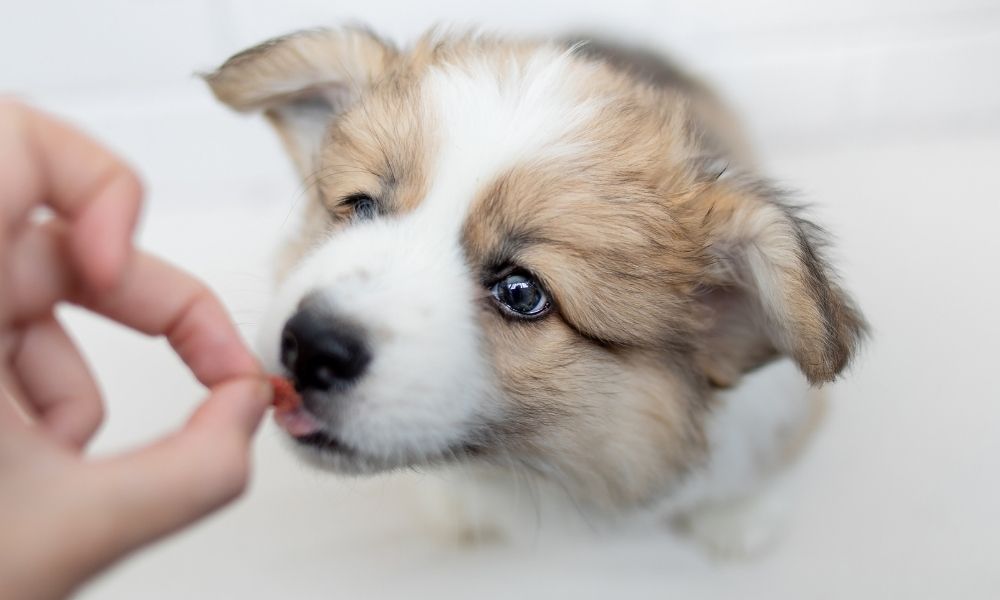 puppy eating from hand
