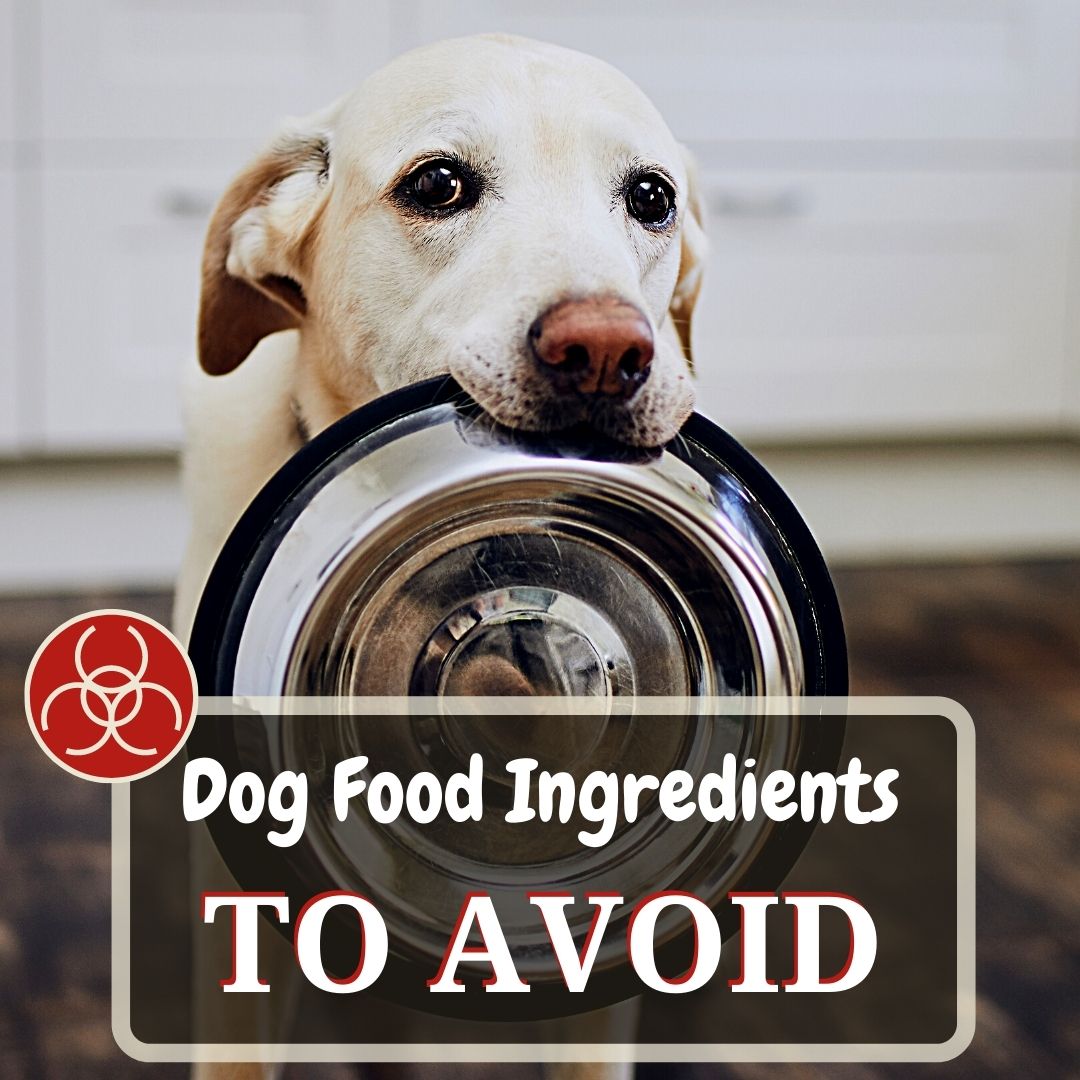 dog food ingredients avoid