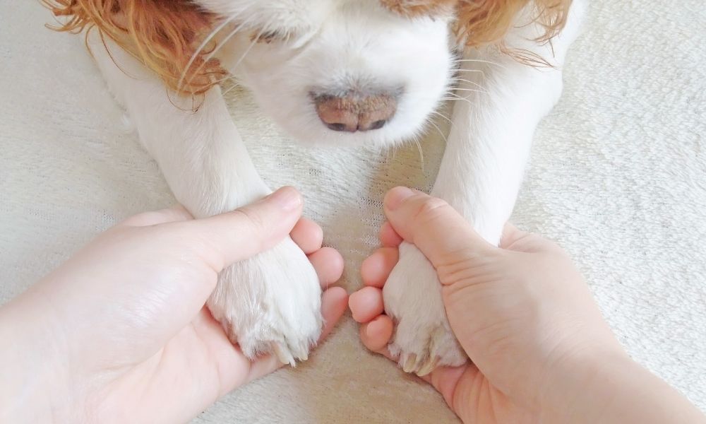 holding dog paws
